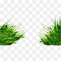 草丛-空若网 草丛-空若网