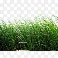 �ʲ�-������