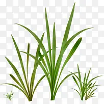 绿色草丛-空若网 绿色草丛-空若网