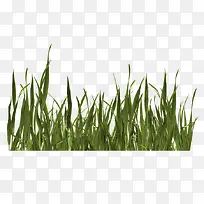 �̲���Ҷ�ݴ�-������