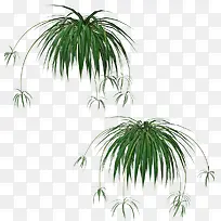 绿草草丛植物-空若网 绿草草丛植物-空若网