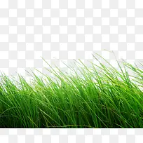 绿草 草丛png素材-空若网 绿草 草丛png素材-空若网