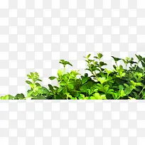 高清摄影绿色的草丛设计-空若网 高清摄影绿色的草丛设计-空若网