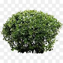 室外高清摄影绿色的草丛-空若网 室外高清摄影绿色的草丛-空若网