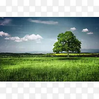 ���ڲݴ��ϵ�����-������