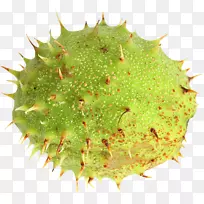 板栗果夹艺术-空若网 板栗果夹艺术-空若网