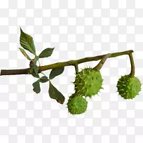 开花植物栗子夹艺术.板栗-空若网 开花植物栗子夹艺术.板栗-空若网