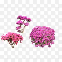 »¨Ê÷-¿ÕÈôÍø »¨Ê÷-¿ÕÈôÍø