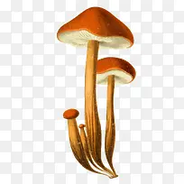 蘑菇-空若网 蘑菇-空若网