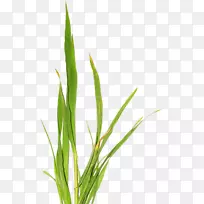 ѡ�����������-��-������