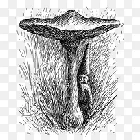 手绘蘑菇-空若网 手绘蘑菇-空若网