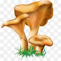 手绘菌类-空若网 手绘菌类-空若网