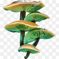 �ֻ�Ģ��-������