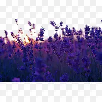 Ψ���⾳޹�²ݻ�������-������