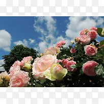 摄影作品花朵花丛-空若网 摄影作品花朵花丛-空若网