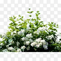 白色小花花丛-空若网 白色小花花丛-空若网
