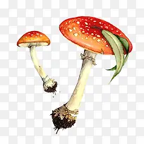 水彩蘑菇-空若网 水彩蘑菇-空若网