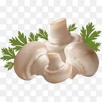 白色蘑菇手绘-空若网 白色蘑菇手绘-空若网