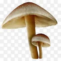 卡通蘑菇蔬菜-空若网 卡通蘑菇蔬菜-空若网