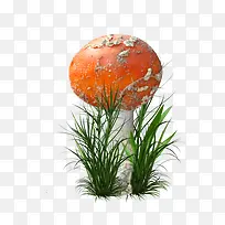 Ģ����ɫĢ���̲�-������