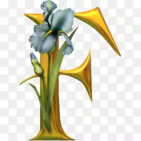 ��ĸ��ĸ��f��������-f-������