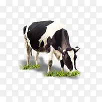 牛吃草-空若网 牛吃草-空若网