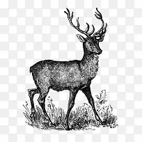 动物-空若网 动物-空若网