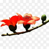 橙色木棉花两朵-空若网 橙色木棉花两朵-空若网