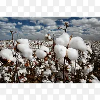 �޻�����Ӱͼ��д-������