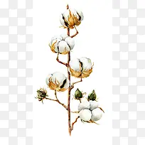 手绘白色棉花树枝-空若网 手绘白色棉花树枝-空若网