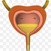 膀胱PNG矢量元素-空若网 膀胱PNG矢量元素-空若网