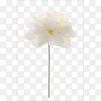 白色花朵图案-空若网 白色花朵图案-空若网