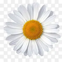 花白色花美丽-空若网 花白色花美丽-空若网