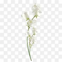 白色花朵图案-空若网 白色花朵图案-空若网