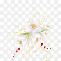 白色花朵-空若网 白色花朵-空若网