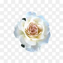 植物花朵白色-空若网 植物花朵白色-空若网