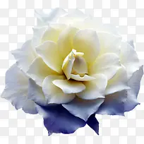 白色美丽花-空若网 白色美丽花-空若网