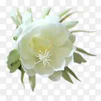 白色莲花-空若网 白色莲花-空若网