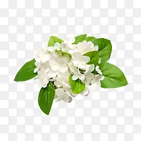 白色的花-空若网 白色的花-空若网