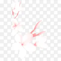 白色花朵手绘白色花朵花瓣-空若网 白色花朵手绘白色花朵花瓣-空若网