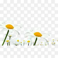 ��ɫС��-������