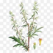 白色花朵-空若网 白色花朵-空若网