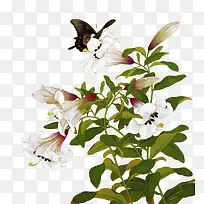 ²å»Ö²Îﻨ¶ä°×É«-¿ÕÈôÍø ²å»Ö²Îﻨ¶ä°×É«-¿ÕÈôÍø