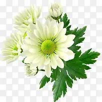 白色花朵-空若网 白色花朵-空若网