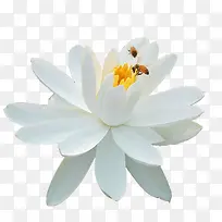 白色的花-空若网 白色的花-空若网