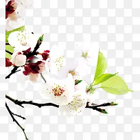 ��ɫΨ������ʢ��-������