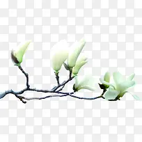 白色纯洁卡通花朵树枝-空若网 白色纯洁卡通花朵树枝-空若网