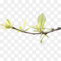 ��ɫΨ������ֲ��-������