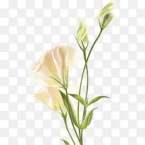 手绘白色花朵元素-空若网 手绘白色花朵元素-空若网