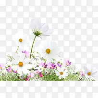 ��ɫ����С������-������